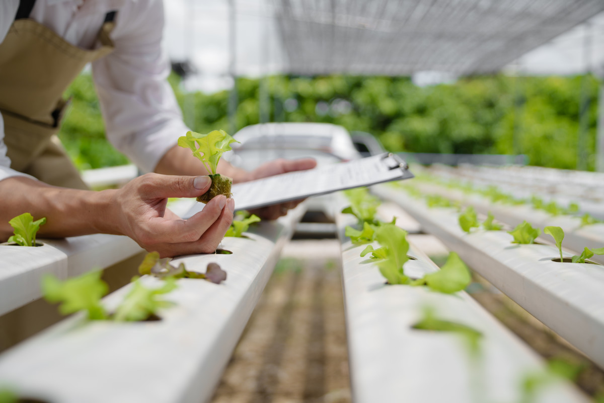 Fresh vegetable hydroponic system.
Organic vegetables salad growing garden hydroponic farm Freshly harvested lettuce organic for health food Earths day concept